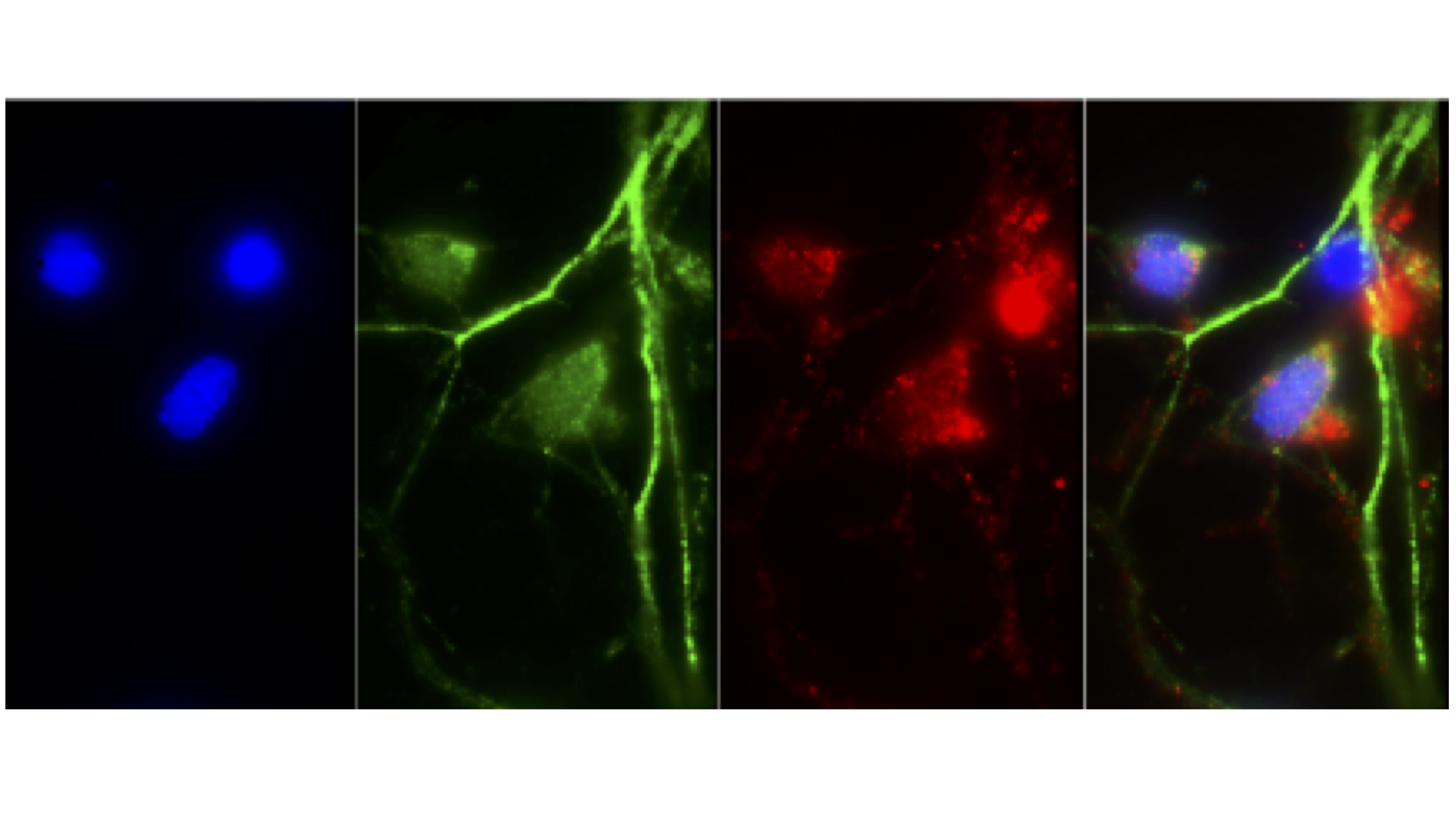 cytokine/aggregate stimulation