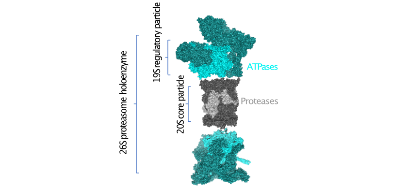 proteasome holoenzyme